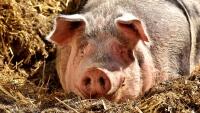 prase pig-2189566 960 720